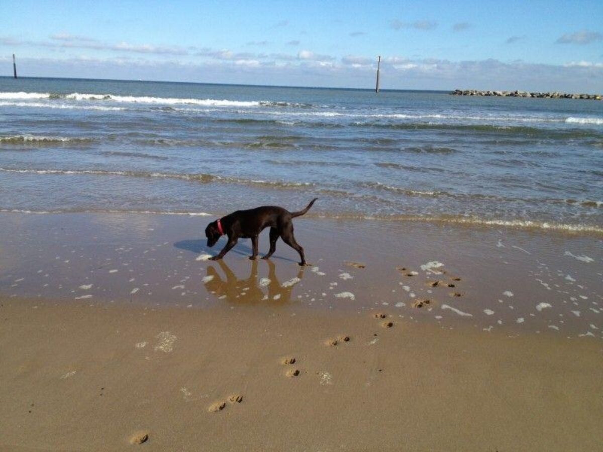 Sea Palling Beach large photo 6