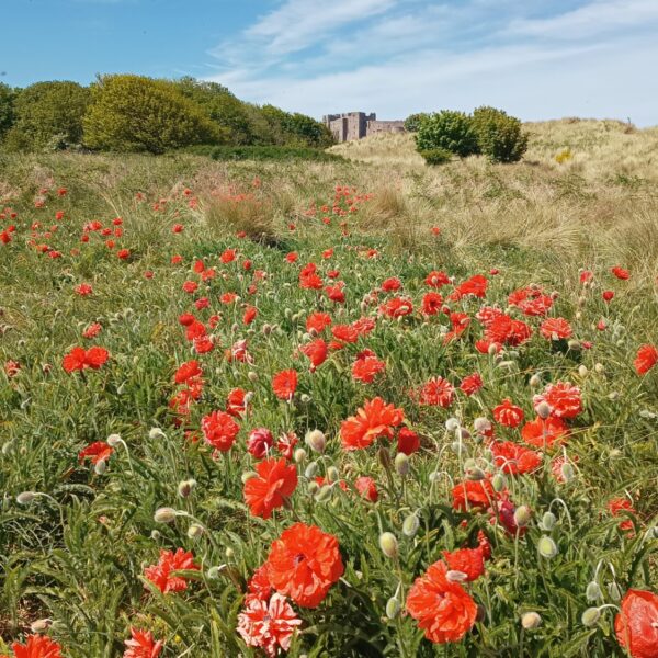 Seahouses - Bamburgh photo 1