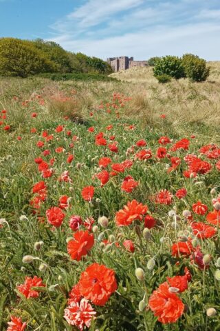 Dog walk at Seahouses - Bamburgh photo