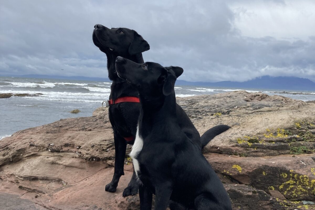 Dog walk at Seamill Beach · Ayrshire · Walkiees