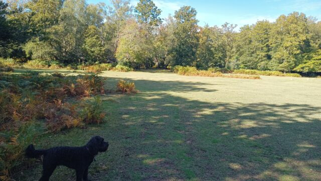 Dog walk at Shave Wood, New Forest