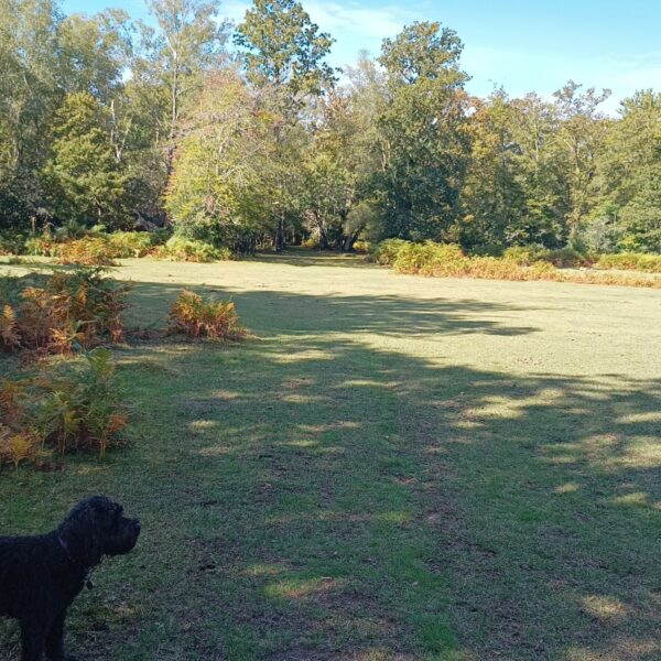 Shave Wood, New Forest photo 1