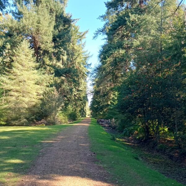 Shave Wood, New Forest photo 2