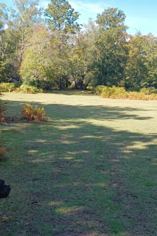 Dog walk at Shave Wood, New Forest photo