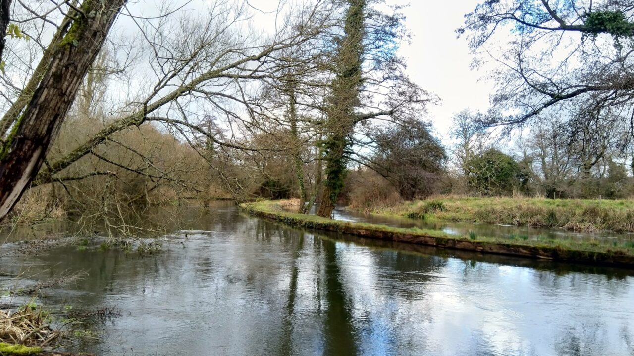 Dog walks in Hampshire · Walkiees