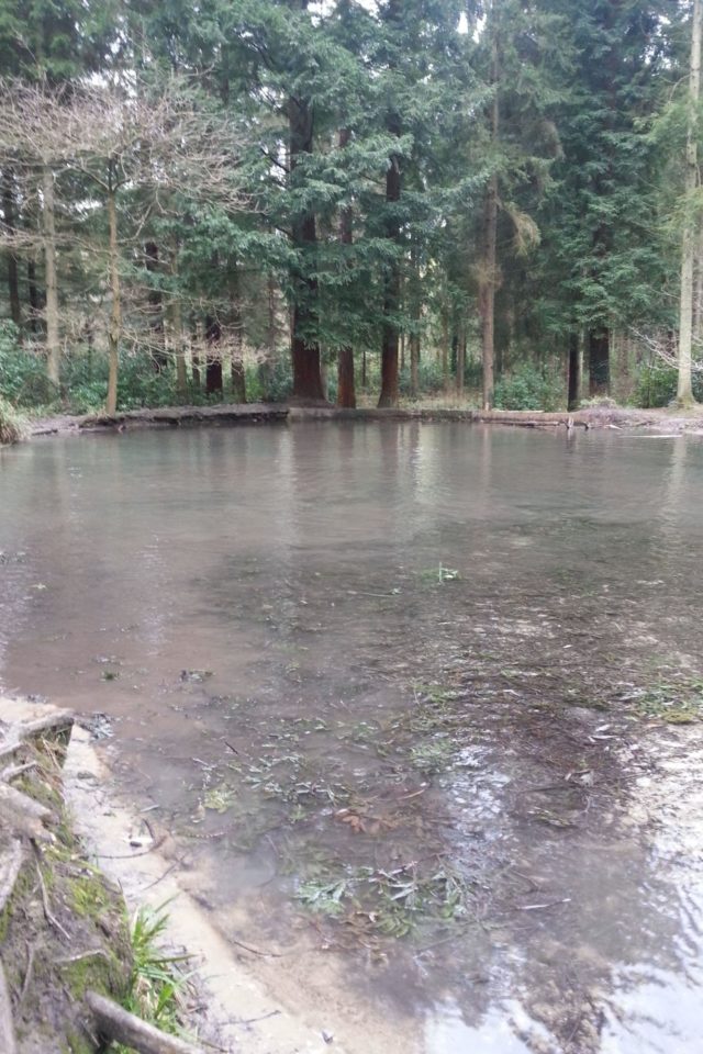 Dog walk at Shearwater Lake, Wiltshire · Wiltshire · Walkiees