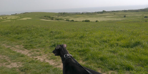 Sheepcote Valley