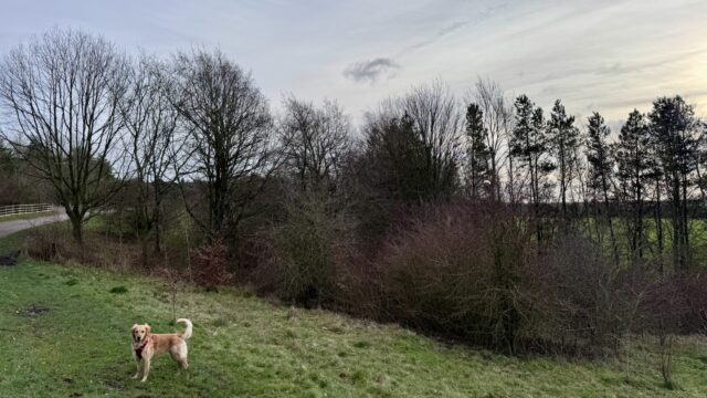 Dog walk at Shipley Country Park
