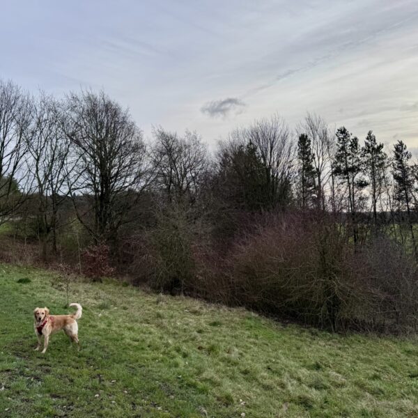 Shipley Country Park photo 1