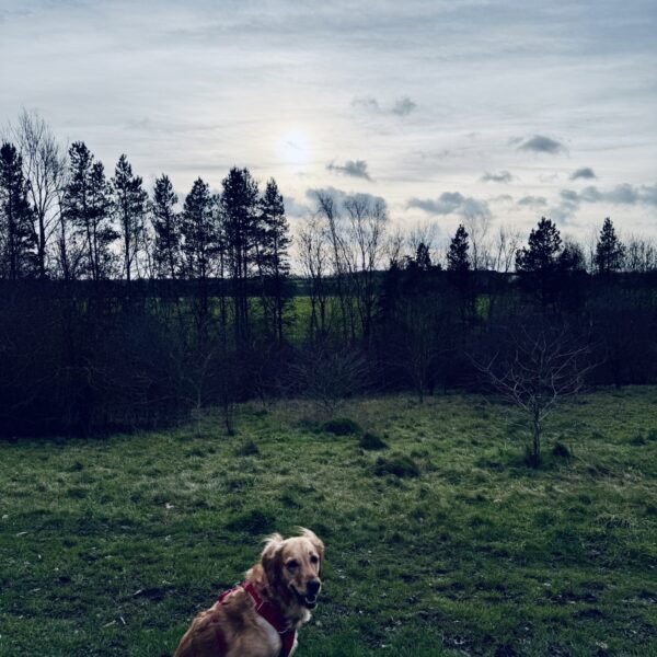 Shipley Country Park photo 2