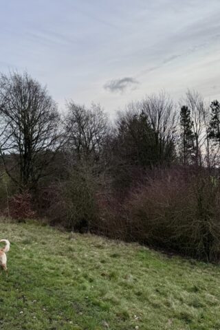 Dog walk at Shipley Country Park photo