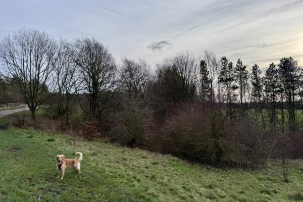 Shipley Country Parkphoto