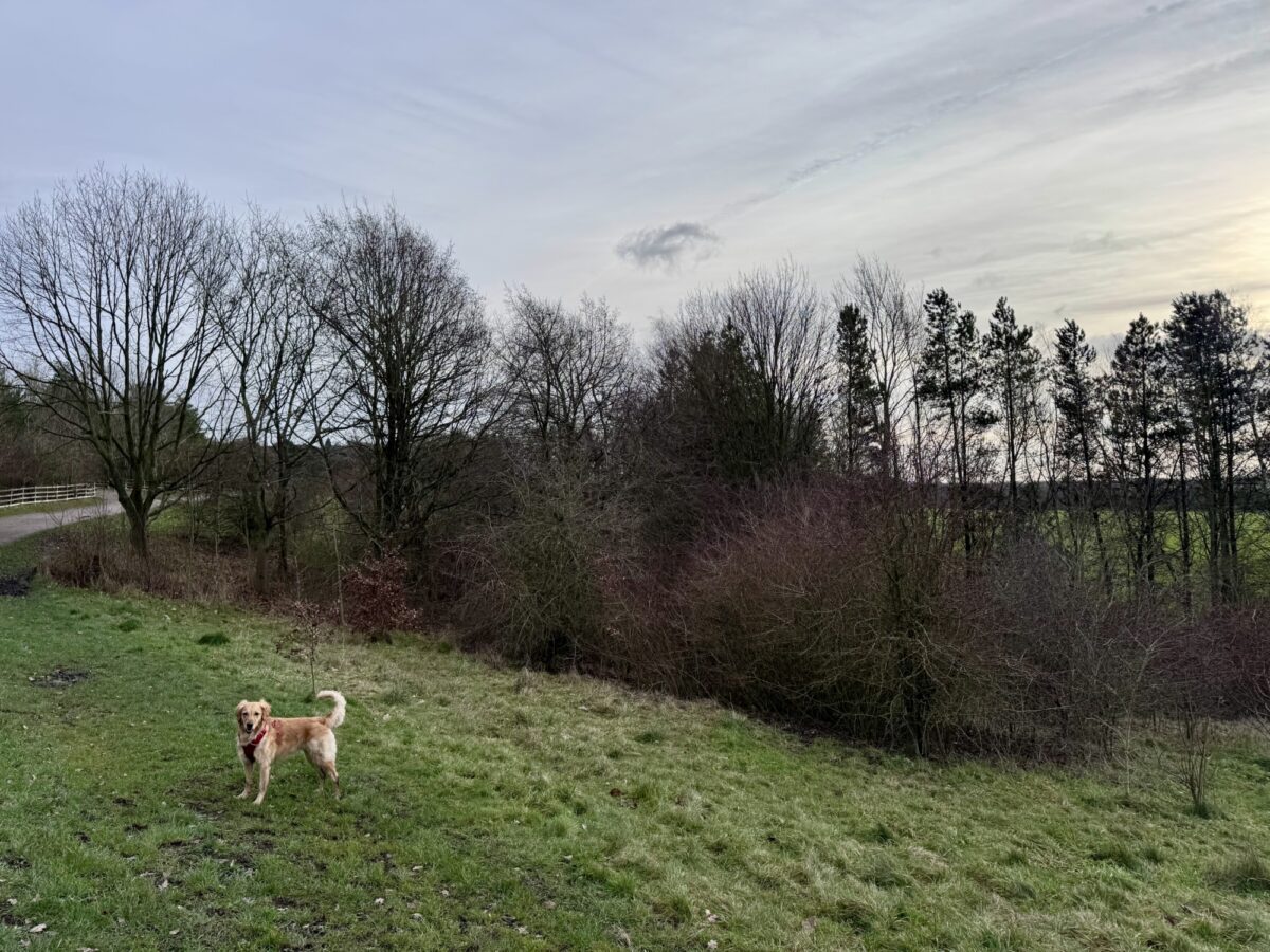 Shipley Country Park large photo 1