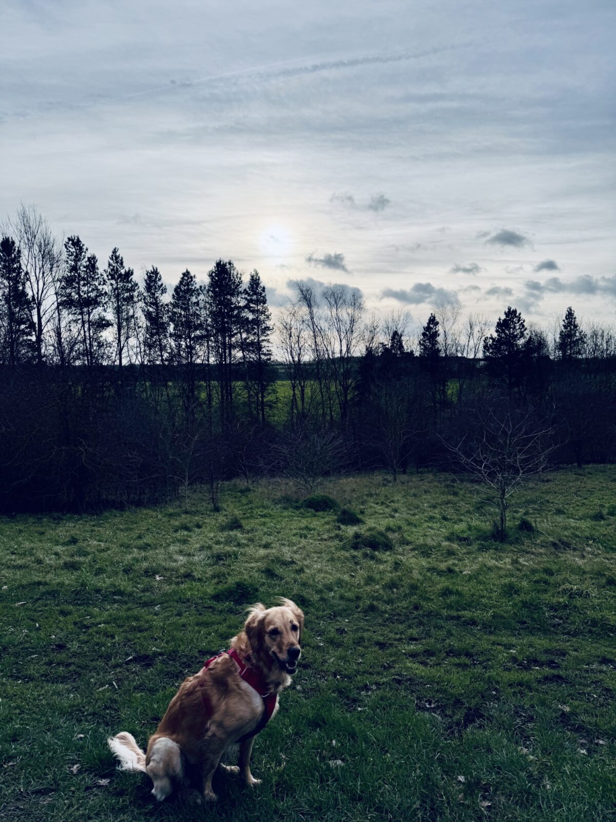 Shipley Country Park large photo 2