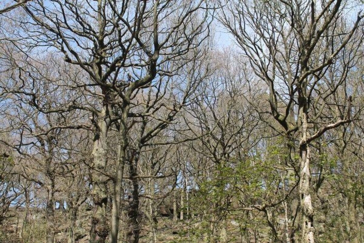 Shipley Glen, Shipley large photo 2