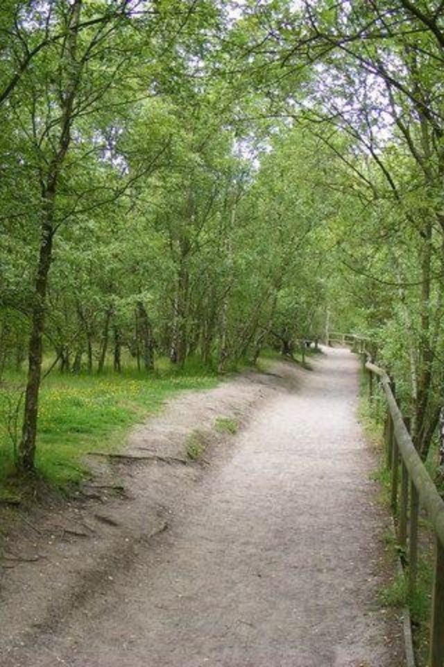 Dog walk at Shorne Woods Country Park · Kent · Walkiees