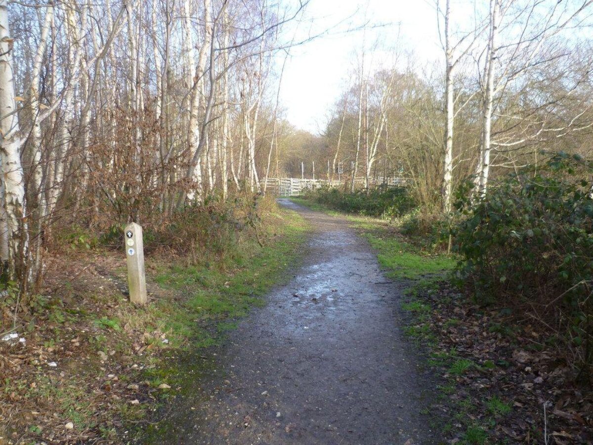 Shorne Woods Country Park large photo 3