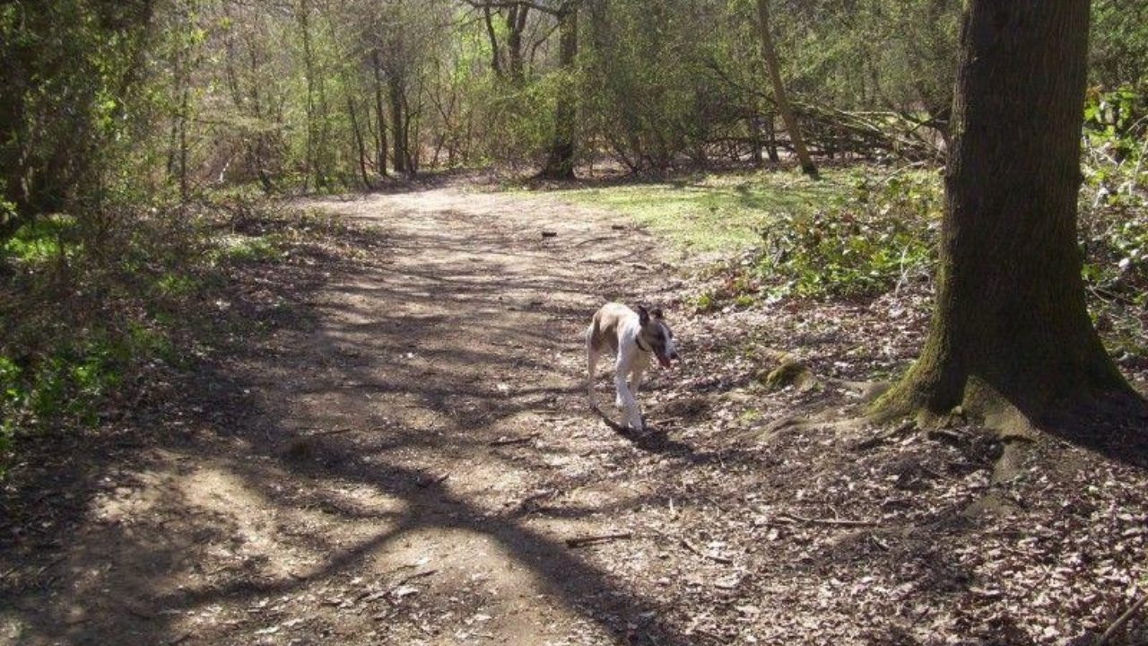 Dog walks in Oxfordshire · Walkiees