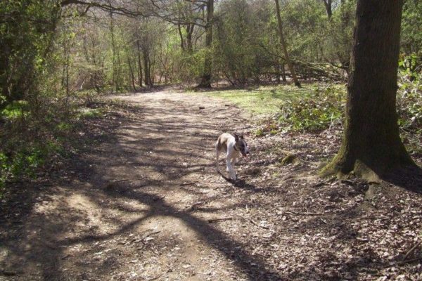 Shaded dog walks near hot sale me