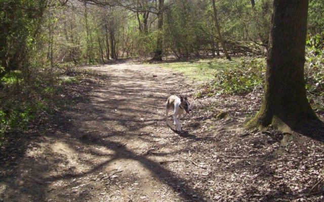 Shotover Country Park Dog walk in Oxfordshire