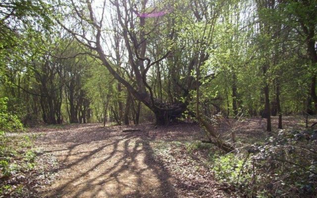 Shotover Country Park Dog walk in Oxfordshire