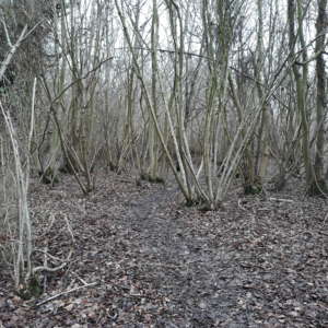 Singledge Lane Woods