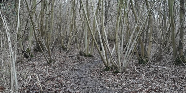 Singledge Lane Woods