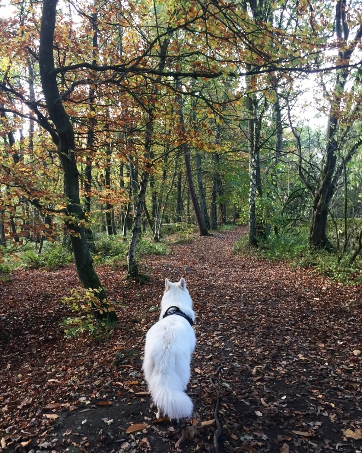 Skipton Castle Woods large photo 5