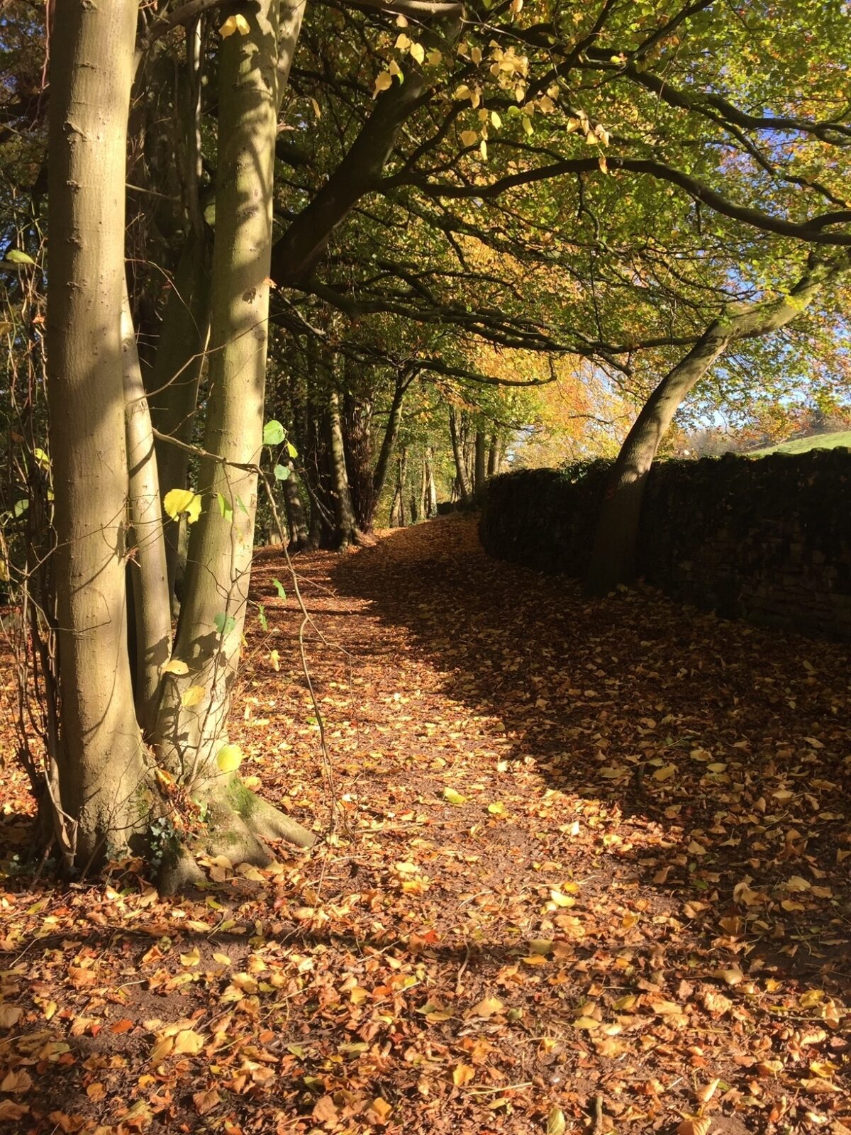 Skipton Castle Woods large photo 2