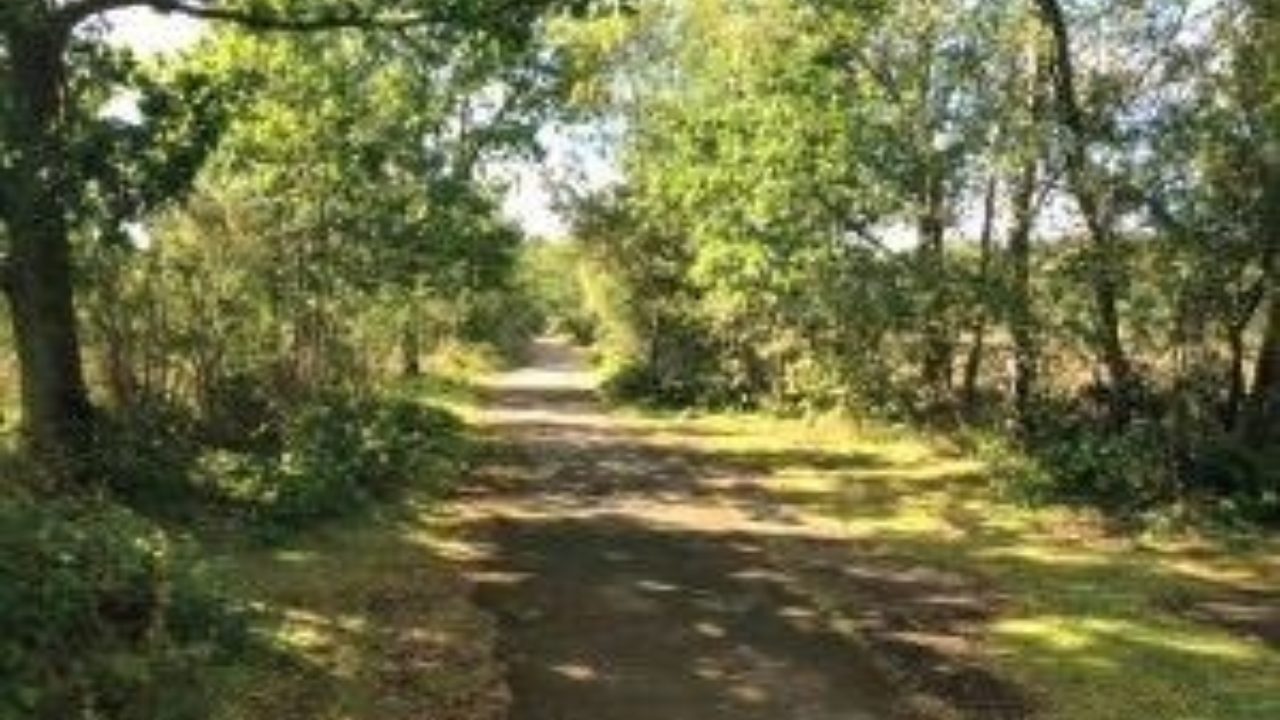 Dog walks in Berkshire · Walkiees