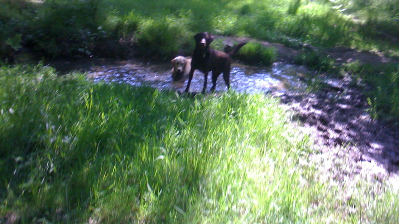 Dog walks in Surrey · Walkiees