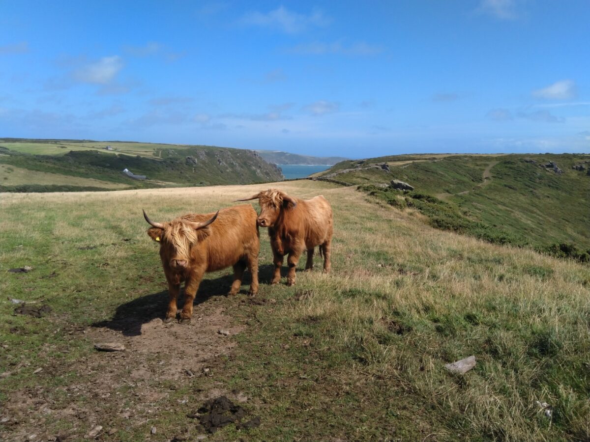 South West Salcombe large photo 3