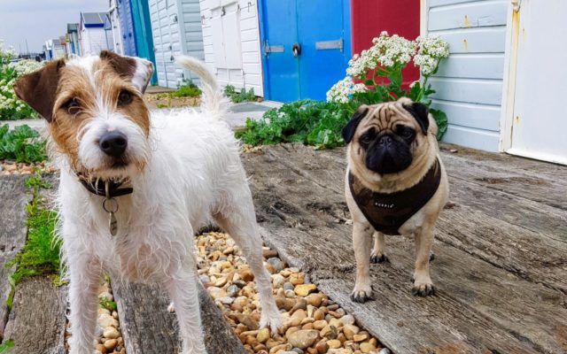 St Leonards-on-Sea Beach Huts Dog walk in Sussex (East)