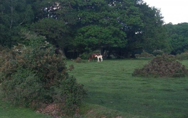 Standing Hat, New Forest Dog walk in Hampshire