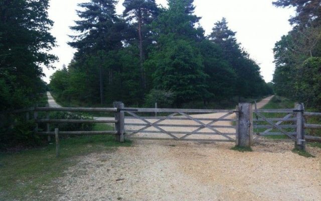 Standing Hat, New Forest Dog walk in Hampshire