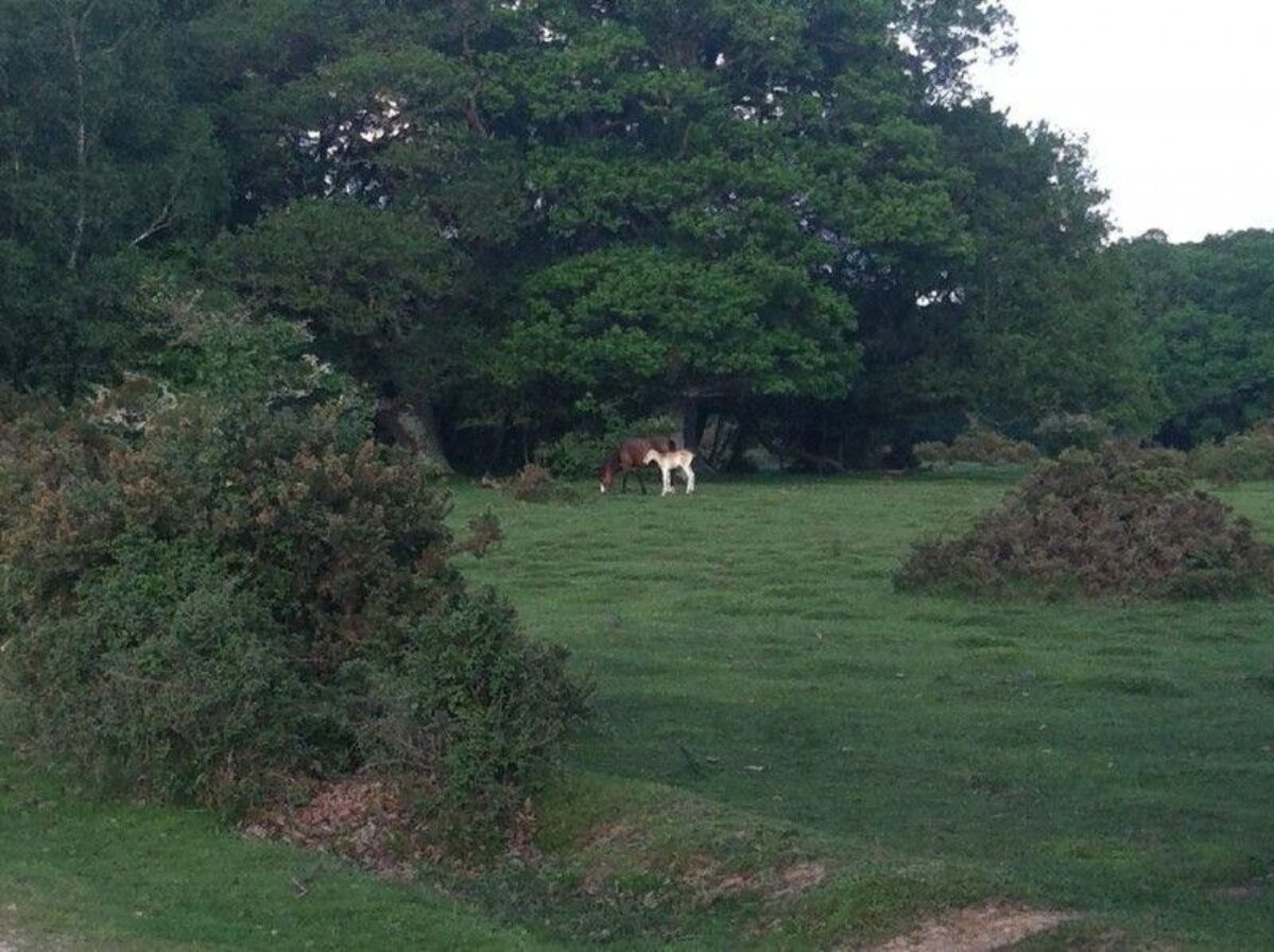 Standing Hat, New Forest large photo 4