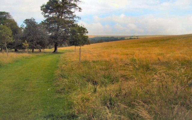 Stanmer Park Dog walk in Sussex (East)