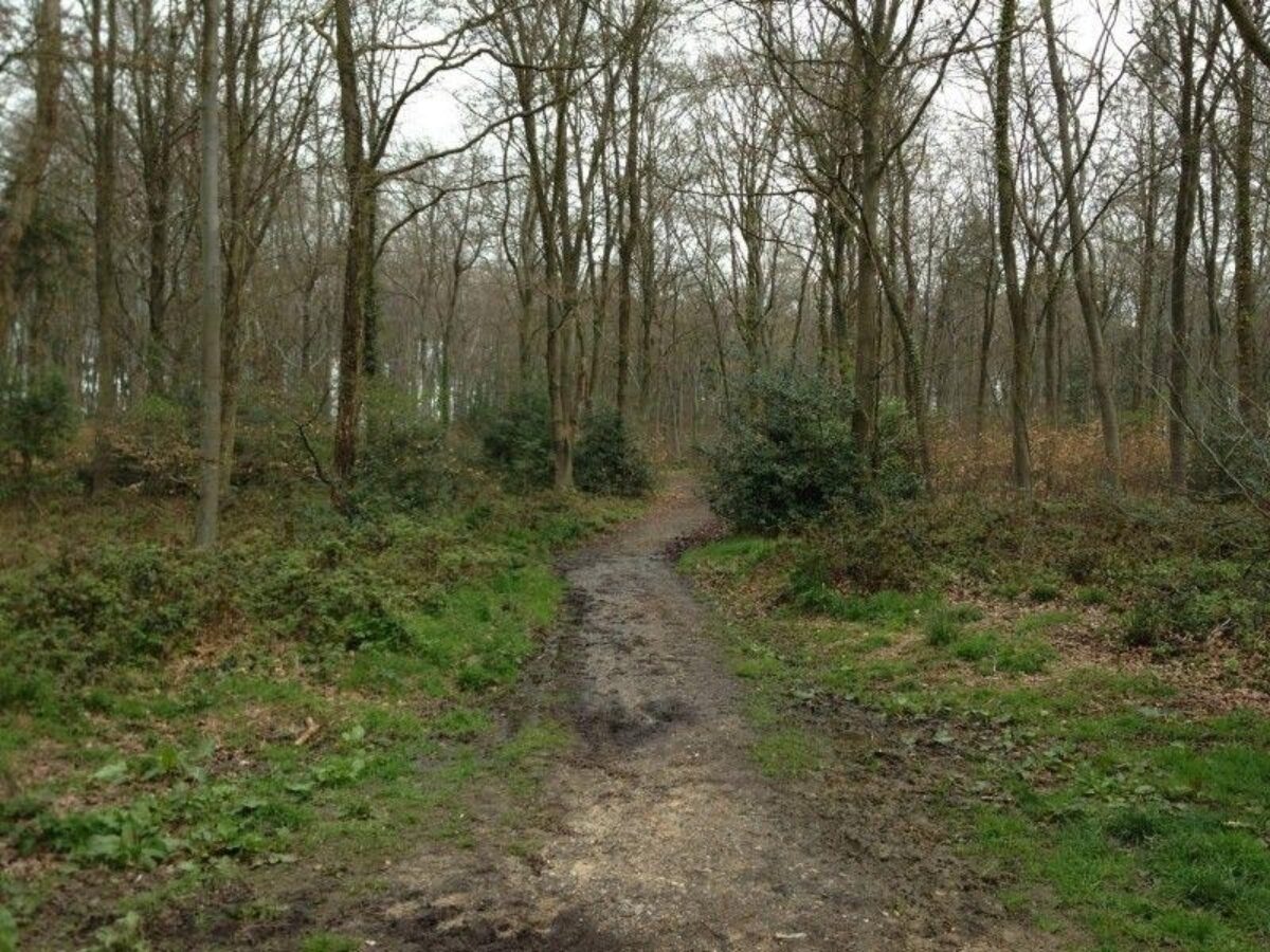 Stoke Park Wood large photo 4