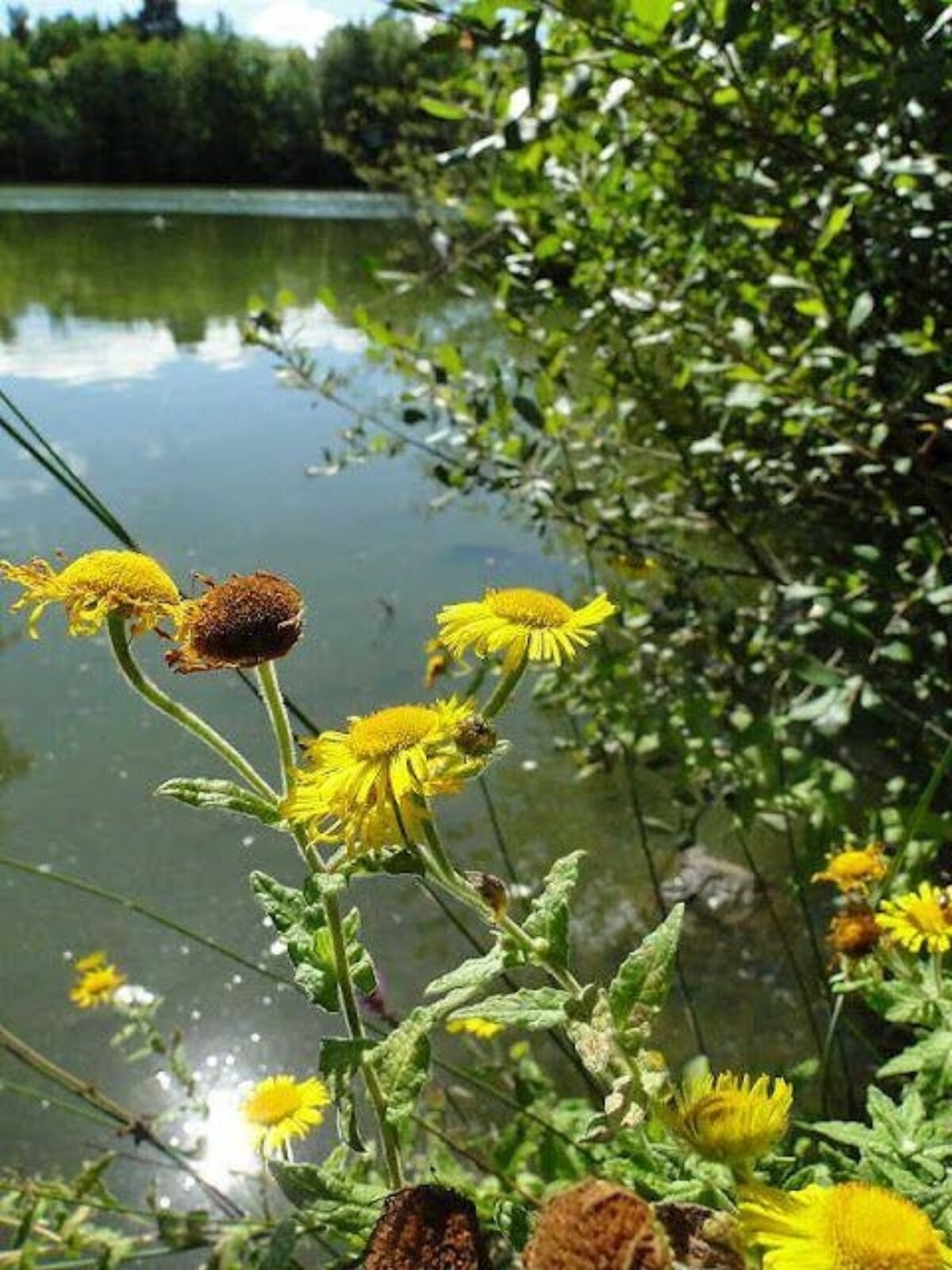 Stover Country Park large photo 5