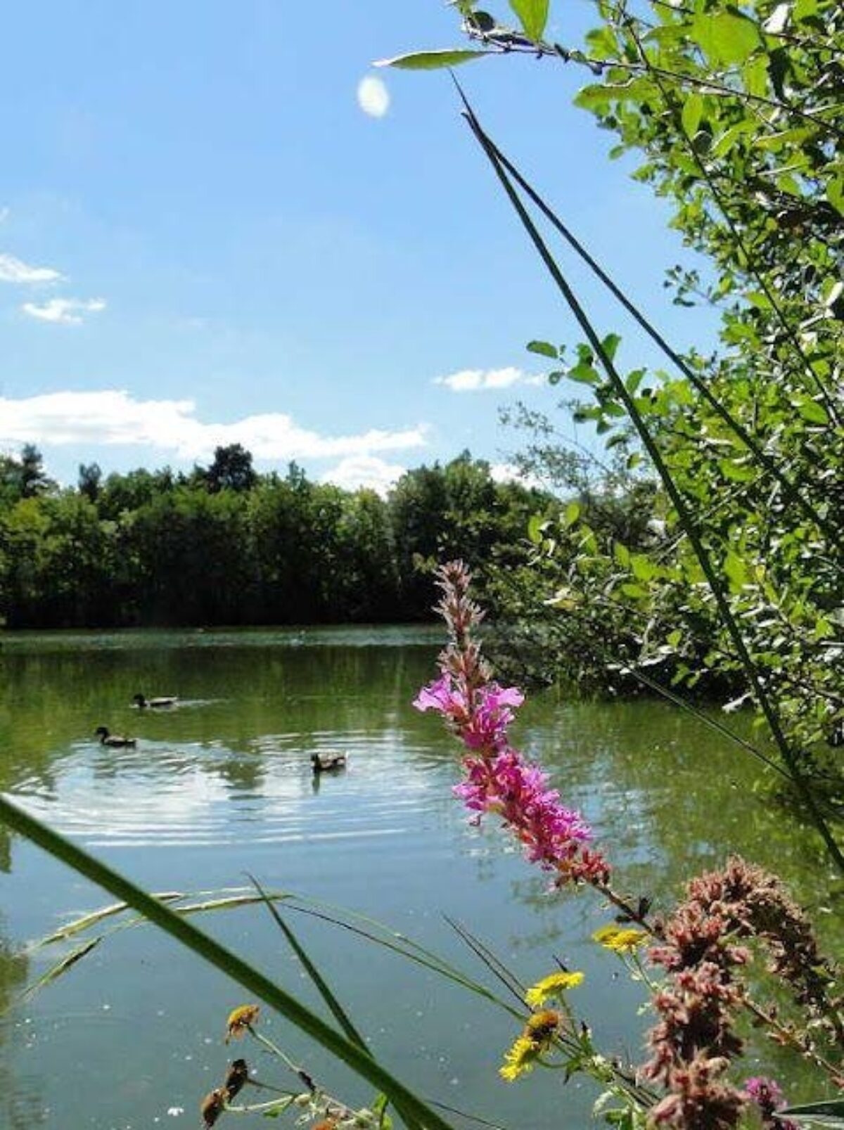 Stover Country Park large photo 6