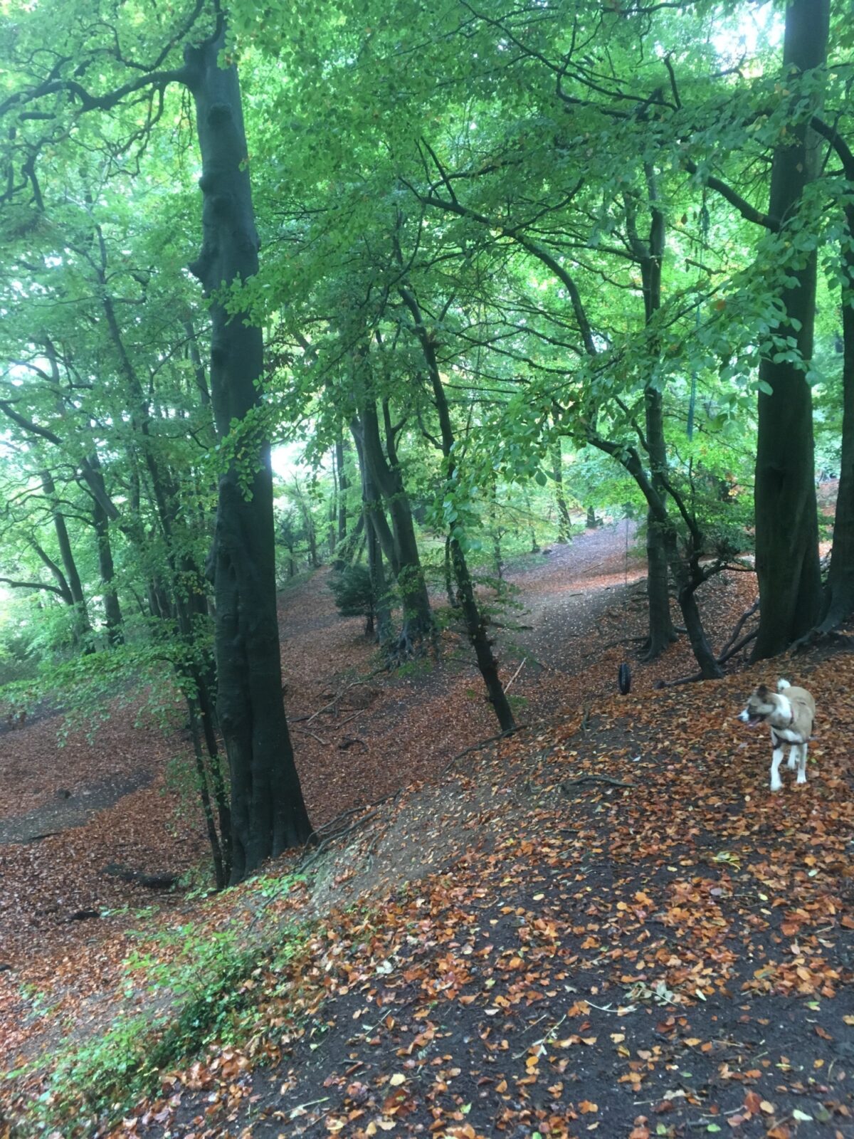 Sulham Woods large photo 6