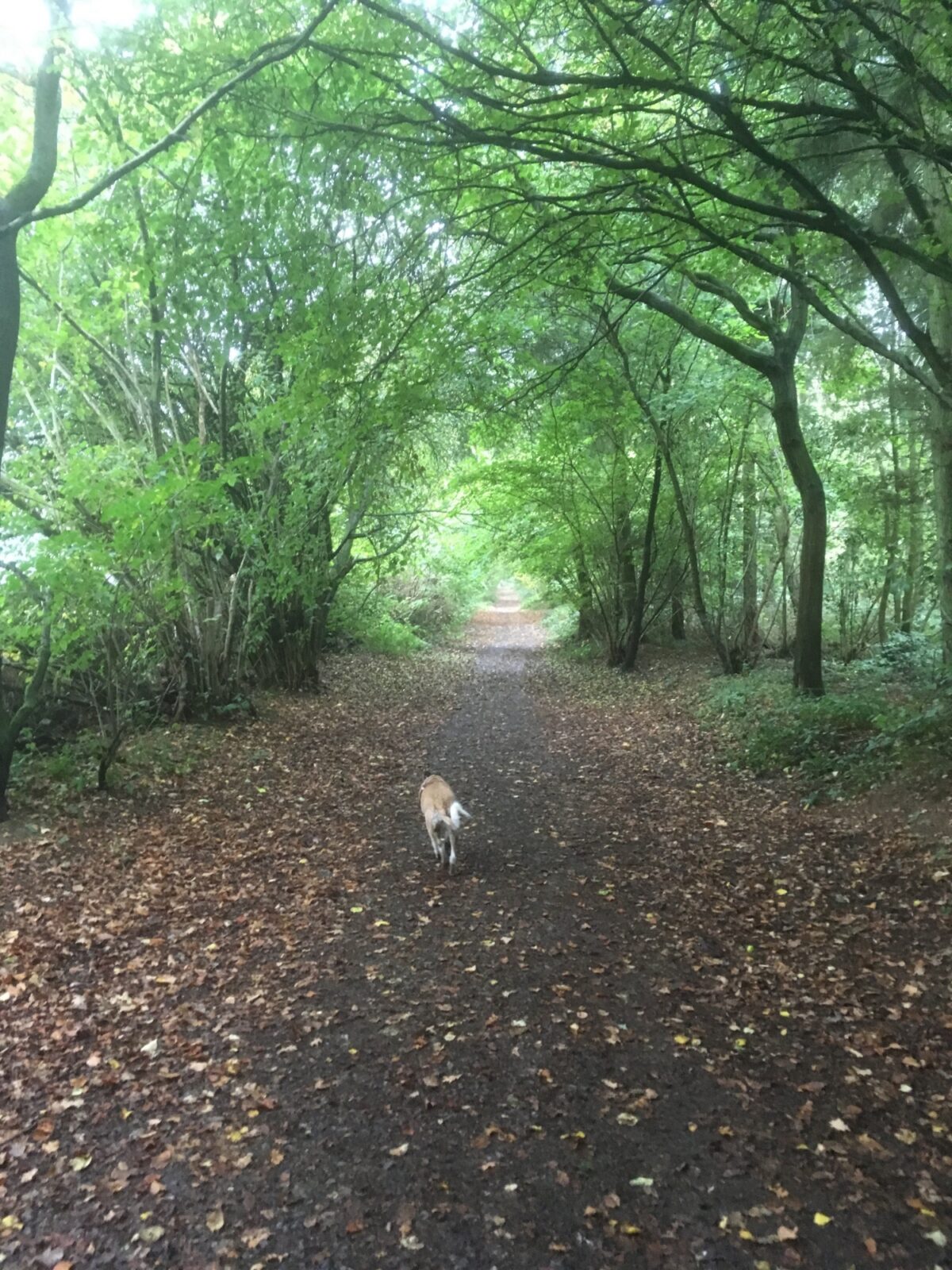 Sulham Woods large photo 9