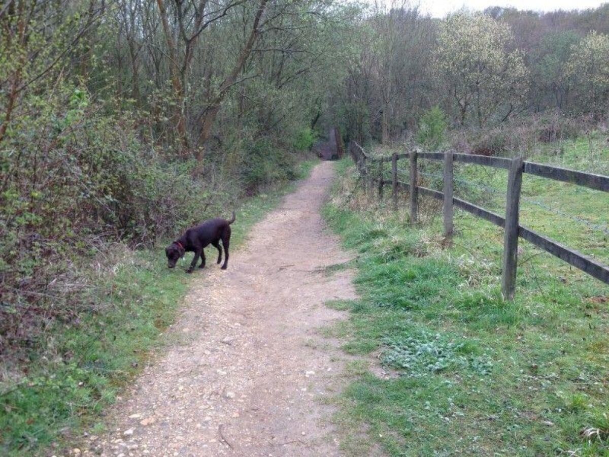 Swanwick Nature Reserve large photo 9