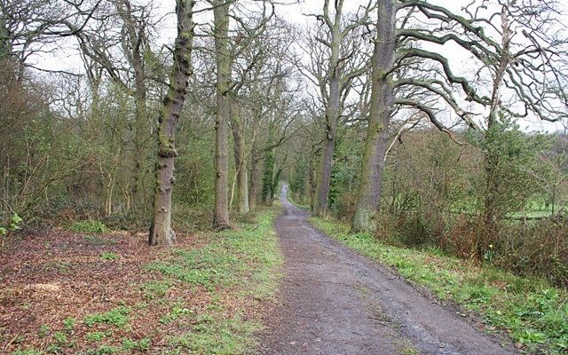 Swithland Woods To Rabbits Bridge And Beyond Dog walk in Leicestershire
