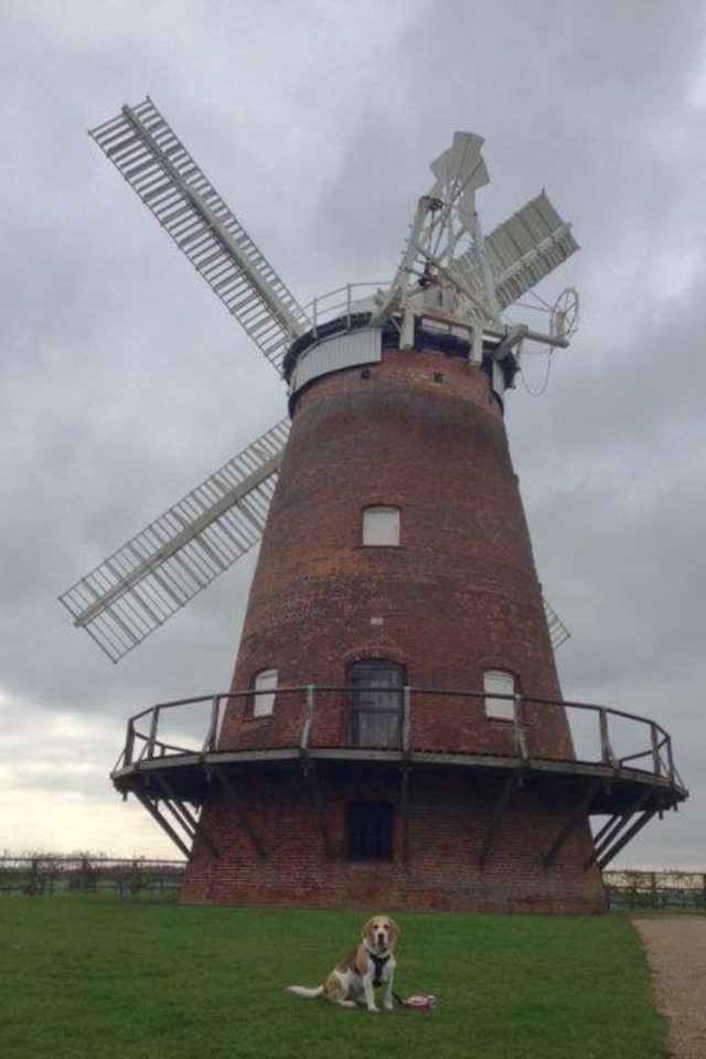Dog walk at Thaxted Windmill · Essex · Walkiees