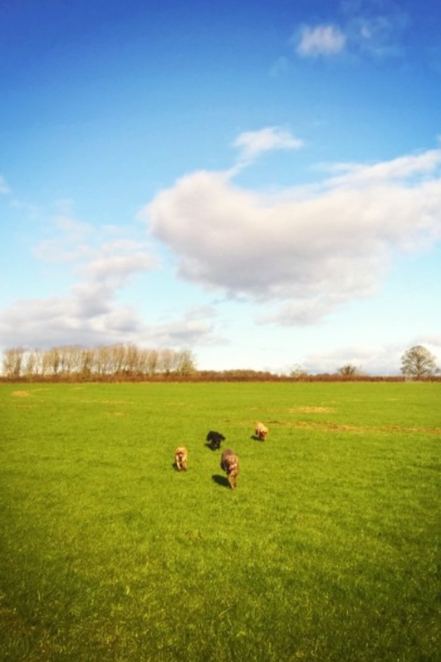 Dog walk at The Avenue · Wiltshire · Walkiees