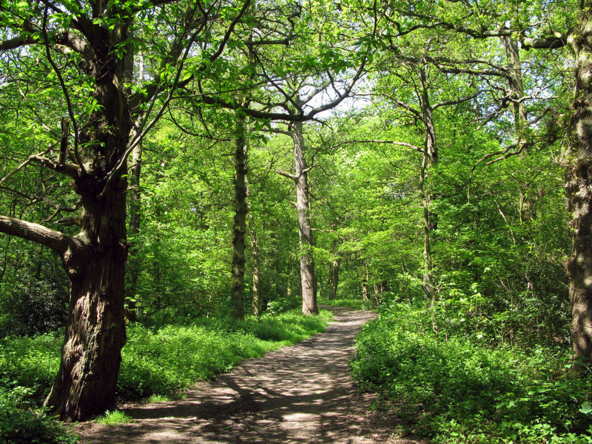 The Canley Woodlands (Park Wood & Ten Shilling Wood) large photo 1