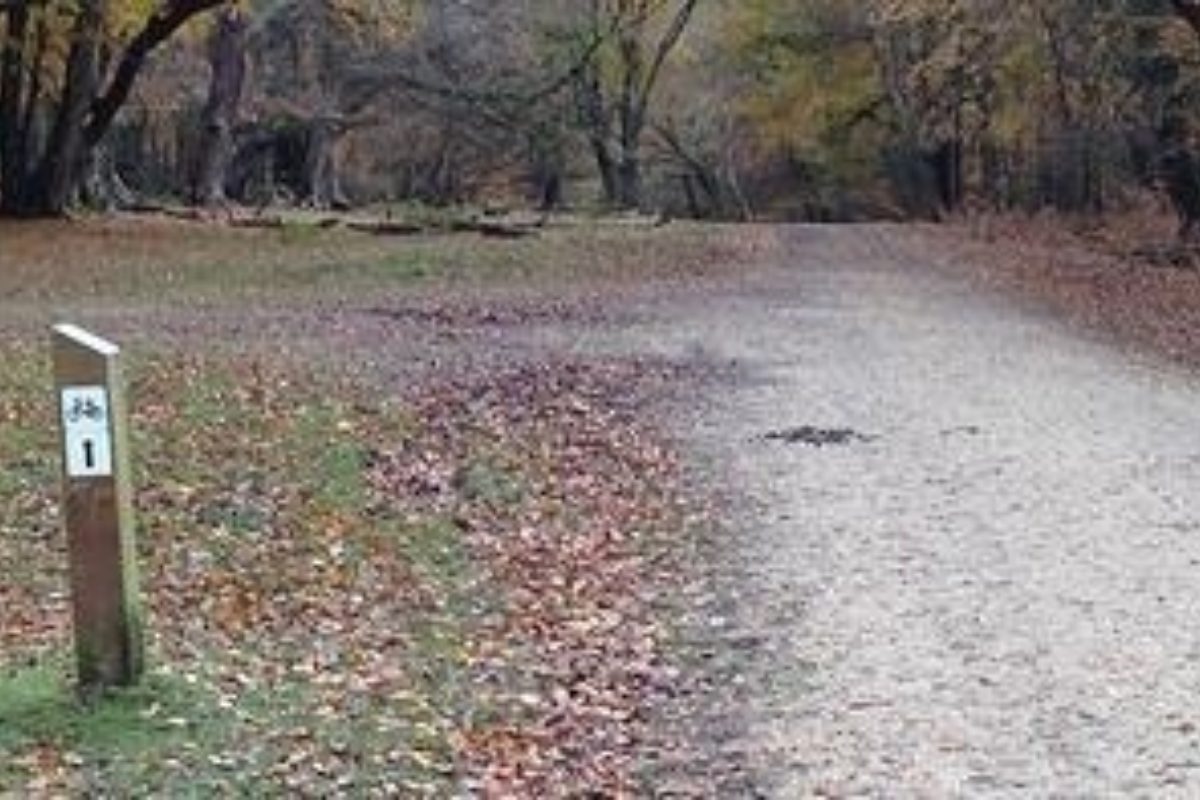 Dog walk at The Crown Stirrup Pub Circular Forest Walk · Hampshire · Walkiees Dog walk at The Crown Stirrup Pub Circular Forest Walk · Hampshire · Walkiees