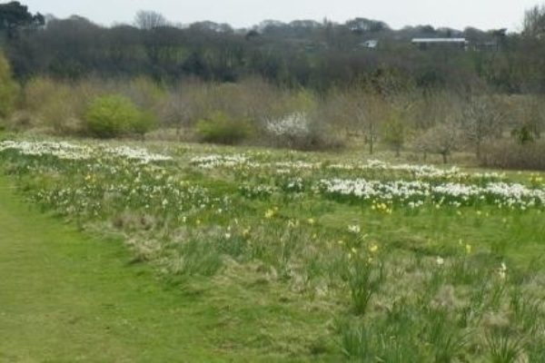 The Field Of Hopephoto