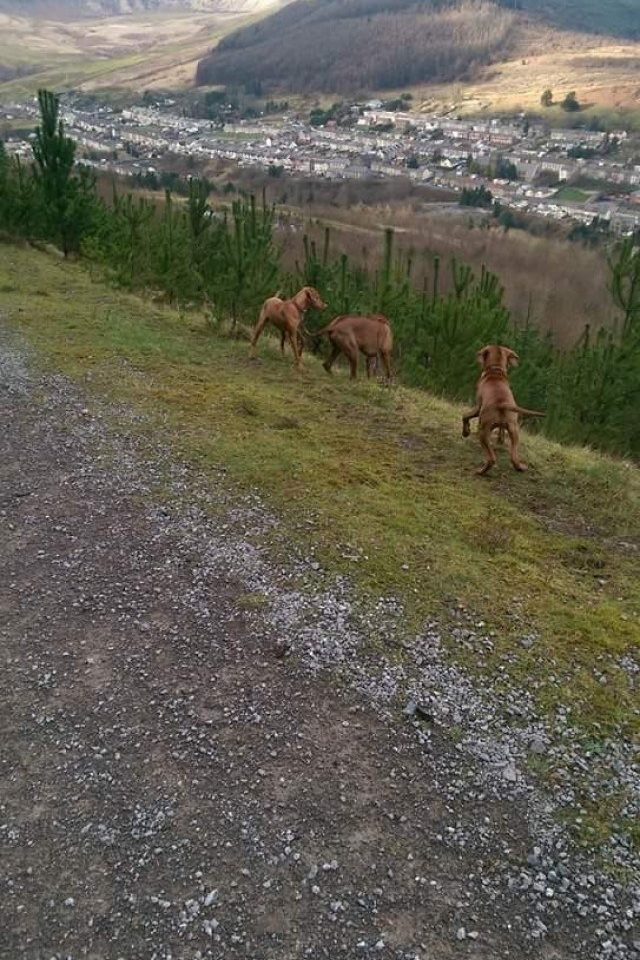 Dog walk at The Mast · Rhondda Cynon Taff · Walkiees